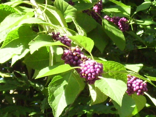 deep purple