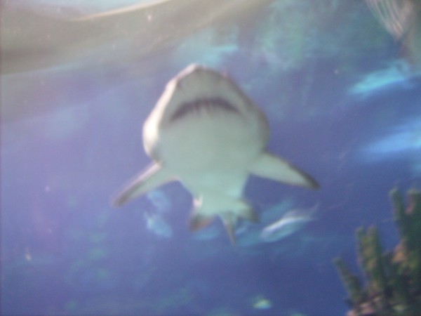 Shark!