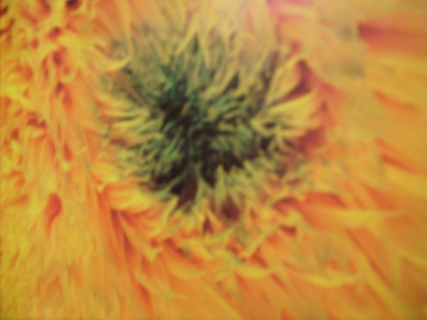 flower power