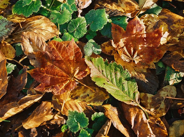 Maple Medley