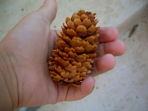 Pine Cone