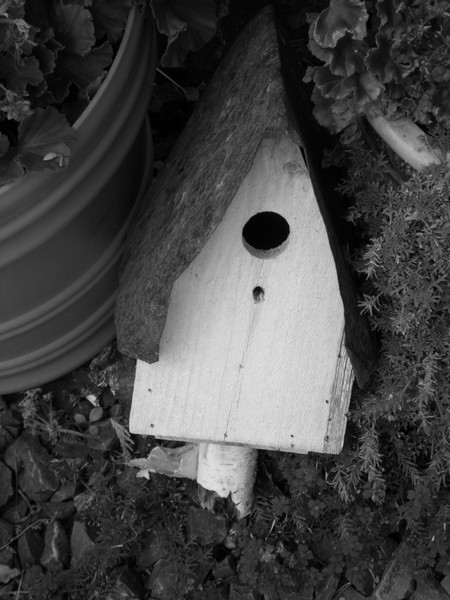 For the Birds