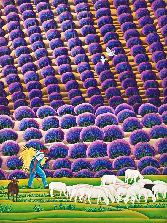 Lavender fields