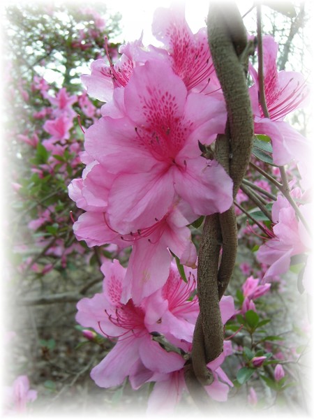 AZALEA ON VINE