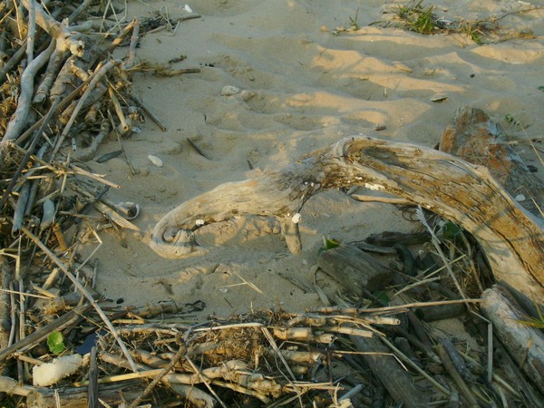 Driftwood