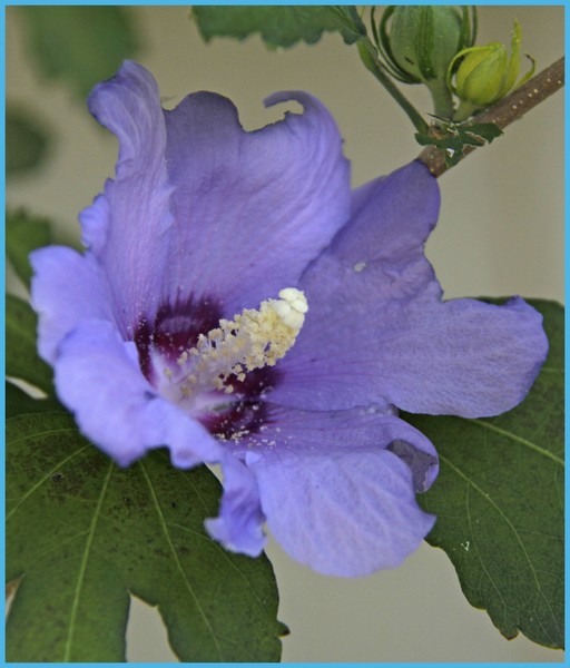 BLUE HIBISCUS