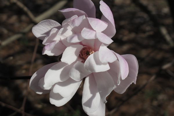 MAGNOLIA BLOSSOM