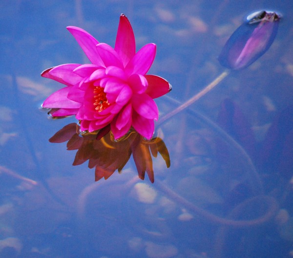 Pink Water Lily