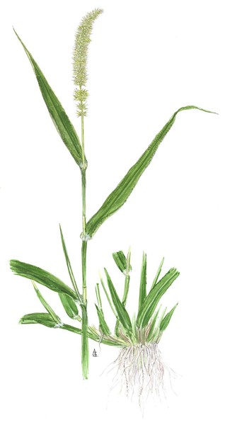 Bristly Foxtail - Setaria verticillata