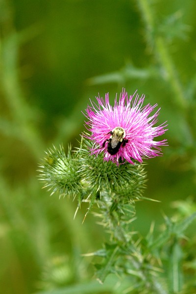 Bull Thistle