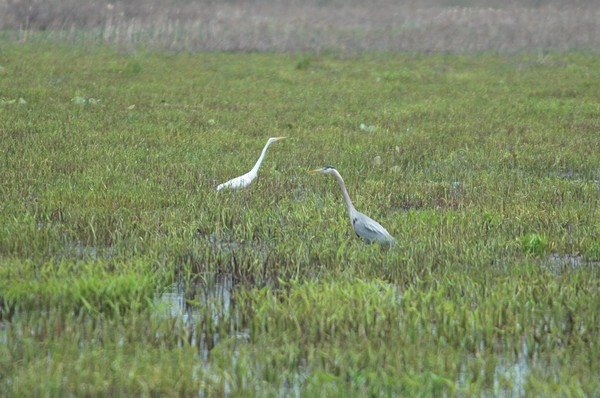 Great Blue Heron & Great Egret