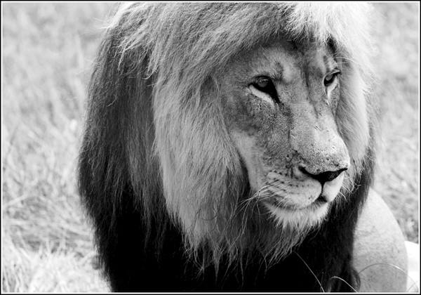 The King