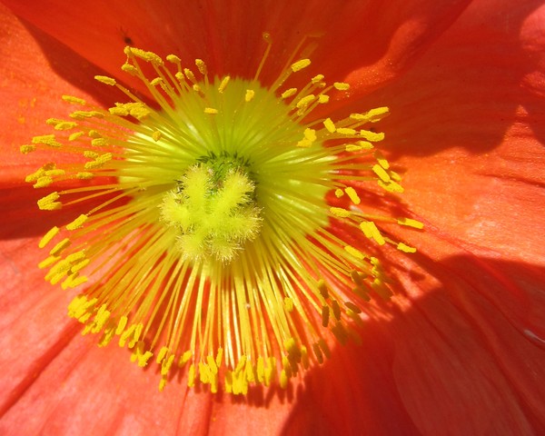 Orange Poppy
