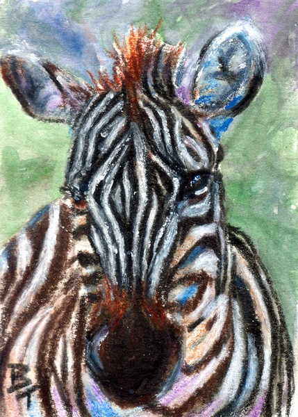 Zebra Portrait ACEO
