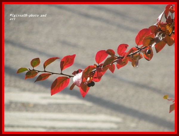 springto-autumglory2008-by Igirex08
