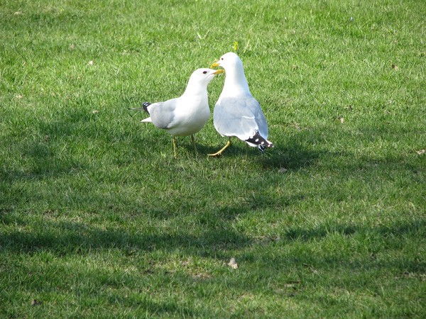 birds/gulls series 2008
