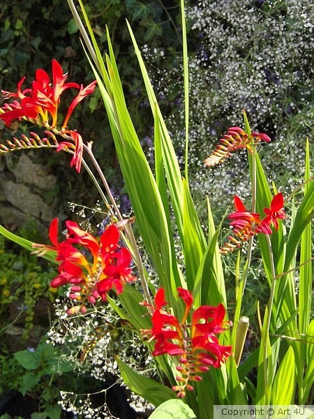 Crocusmia