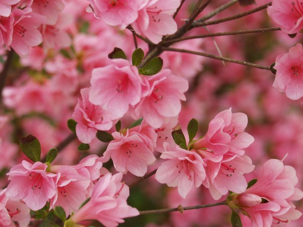 Pink, Precious, & Delicate!