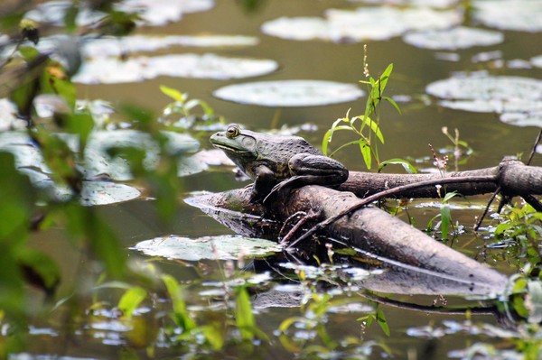 One More Frog