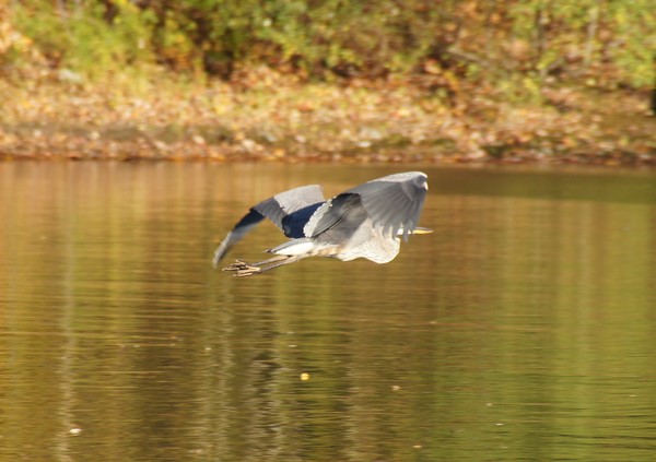 Great Blue Heron in flight.