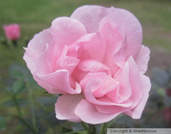 From My Garden