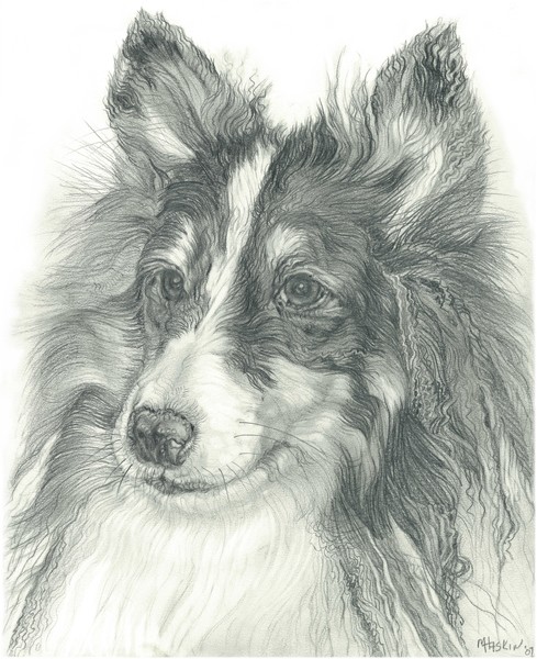 sheltie 'nuevo'