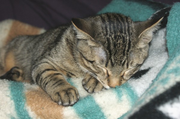 Tigger Napping