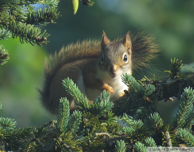 Squirrel