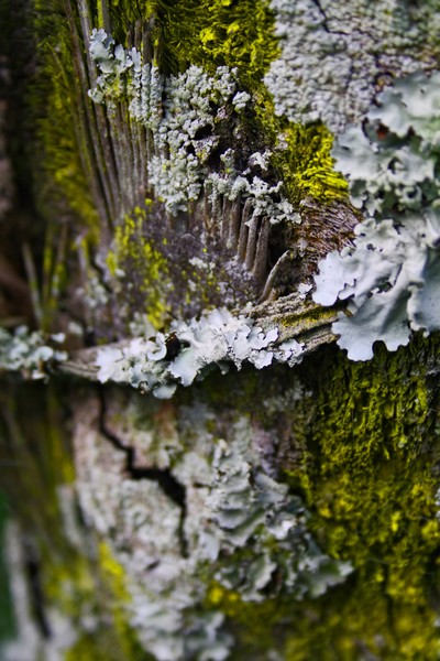 Lichen Moss Macro