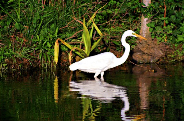 White Heron