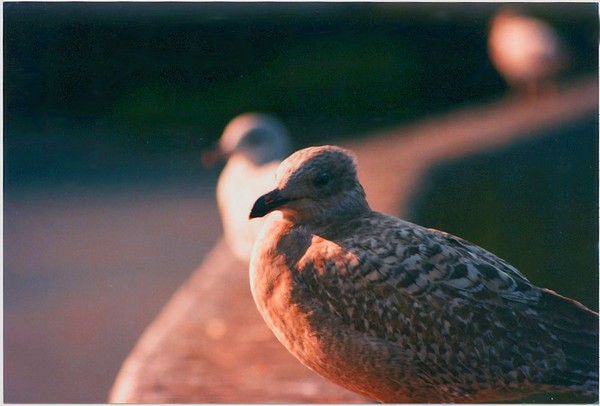Happy Birds