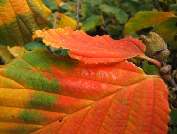 Dark orange
