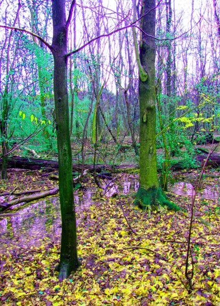 Dream forest