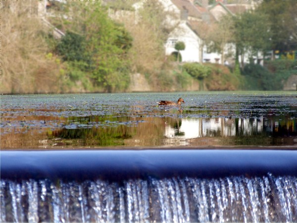 The Floating Duck