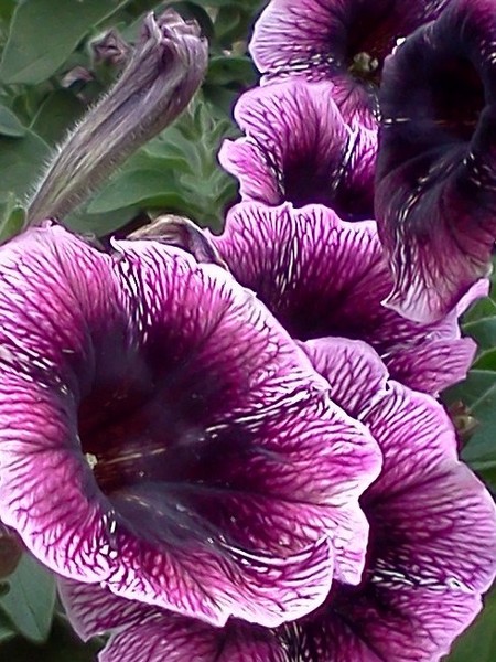 Purple Triumphs 