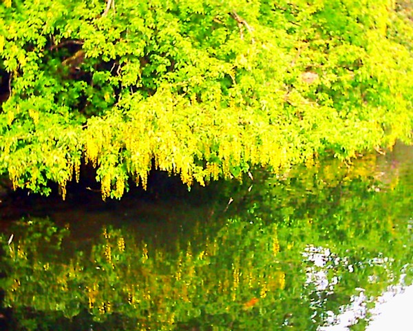 Laburnum