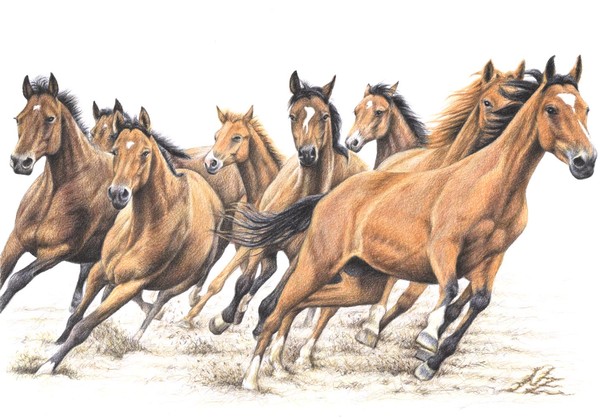 Trakehner Horses
