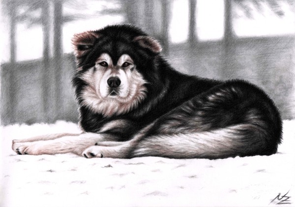 Alaskan Malamute