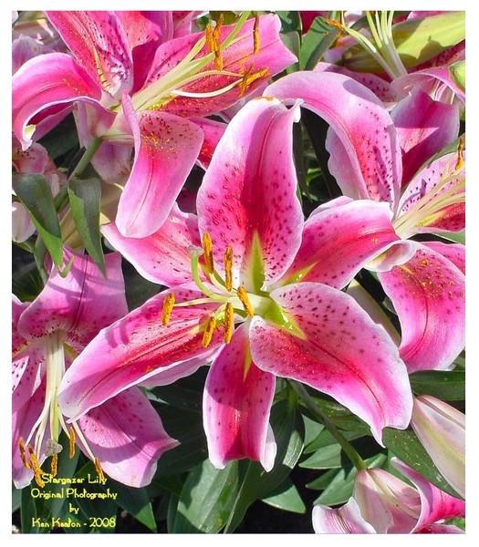 Stargazer Lily