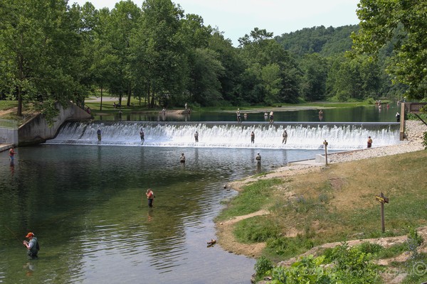 Trout Fishing at Bennett Springs State Park #1