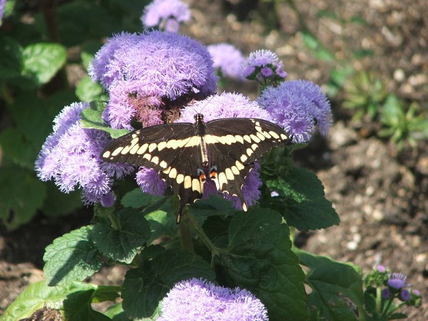 butterfly1