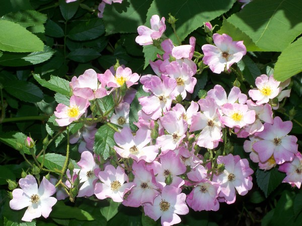 Pink Cluster Roses