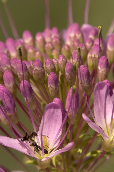 Ant and flower bloom