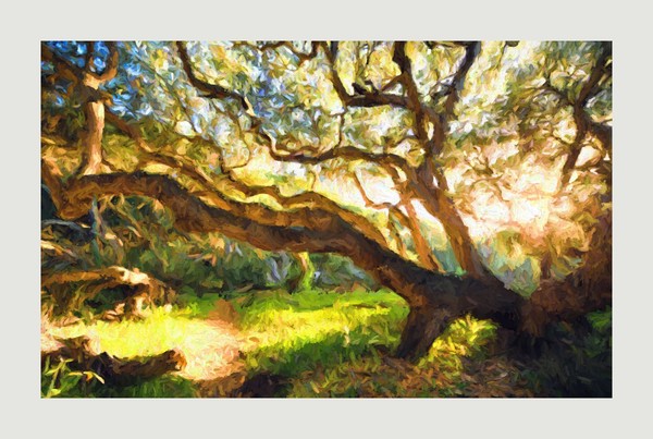 Fallen Tree