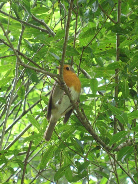 Robin 2