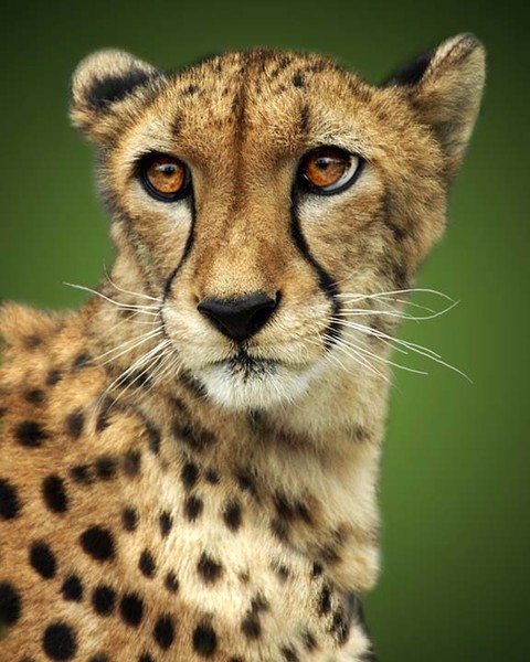 Cheetah