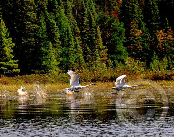 Trumpeter swan takeoff!