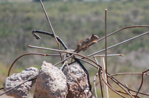 balancing act