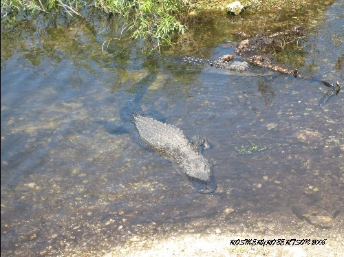 EVERGLADES
