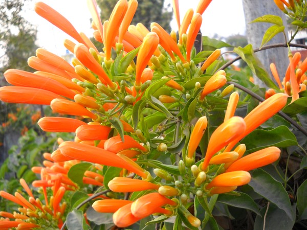 Only Flowers-Buds.